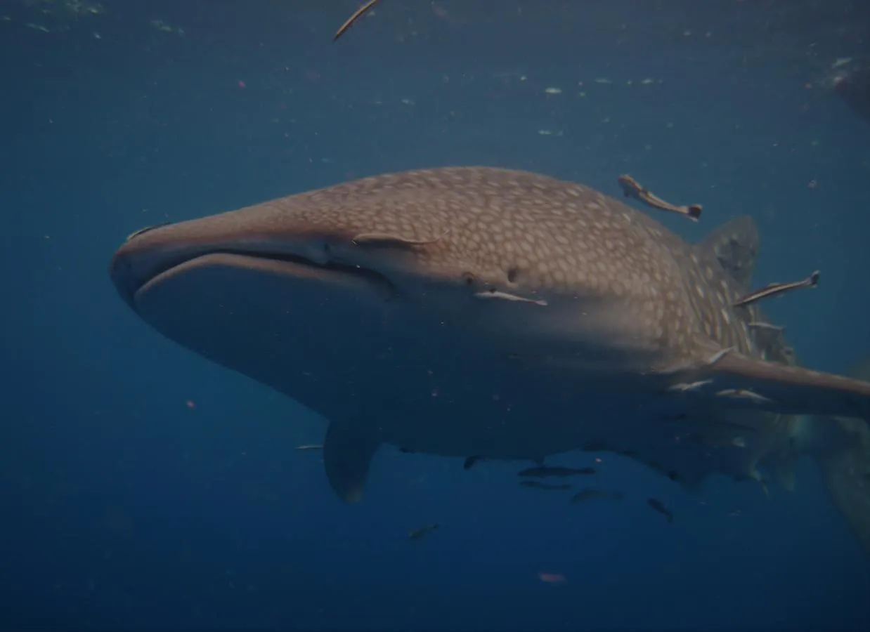 New Heaven Dive School And Resort Koh Tao